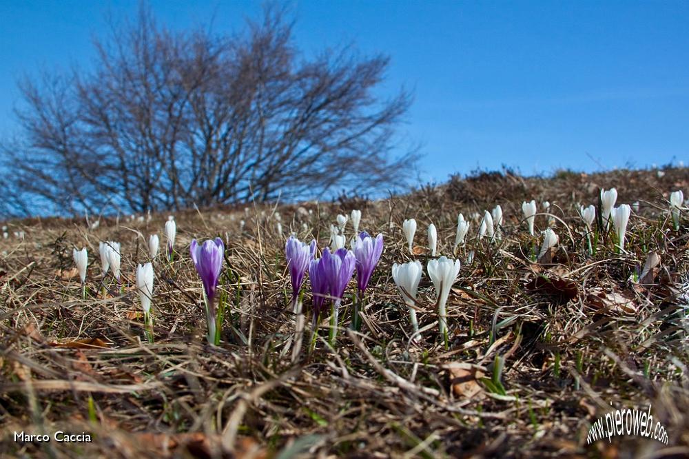 06_Distesa di Crocus.jpg
